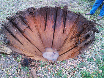 The hole left from the spade removal of a live oak tree along Lakeside Parkway. 