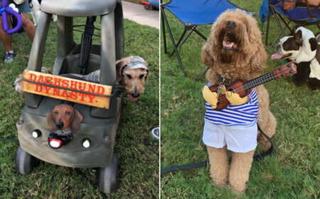 dogs in costume